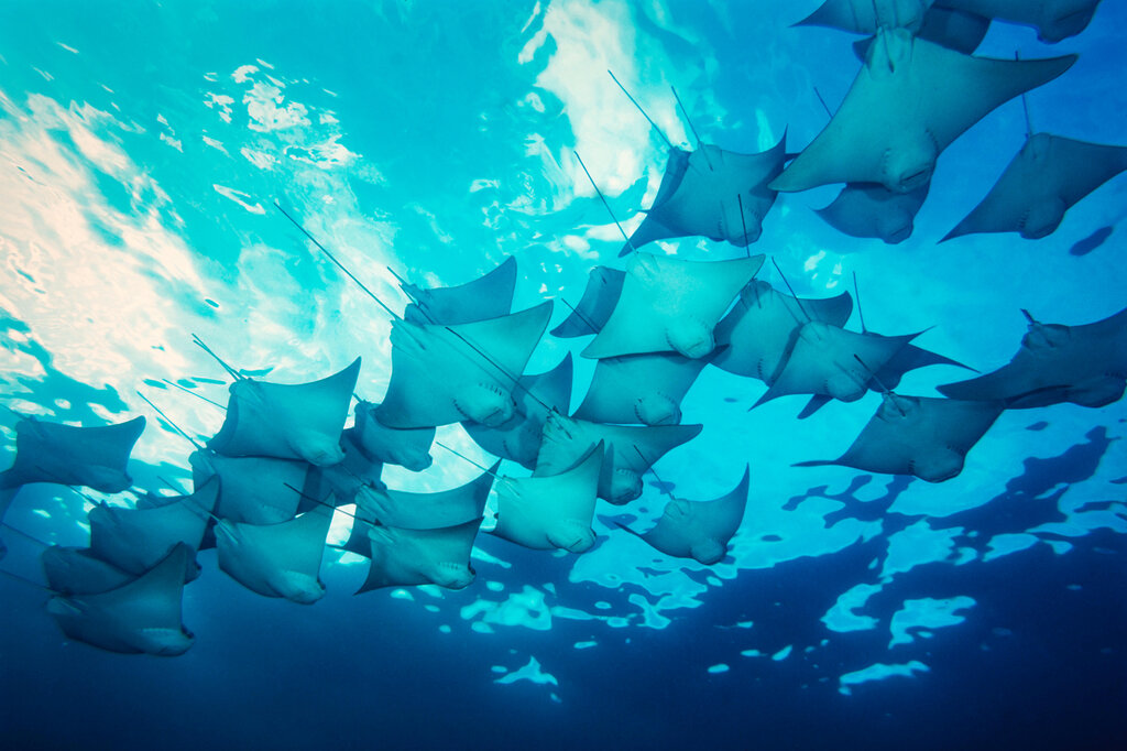 Atlantic Coast Fisheries News for the week of January 27th: Right whales remain on Jeffreys Ledge, an innovative educational initiative putting eels in classrooms, and new findings on the purpose of giant stingray tails! Read the newsletter here: conta.cc/4hda6J7