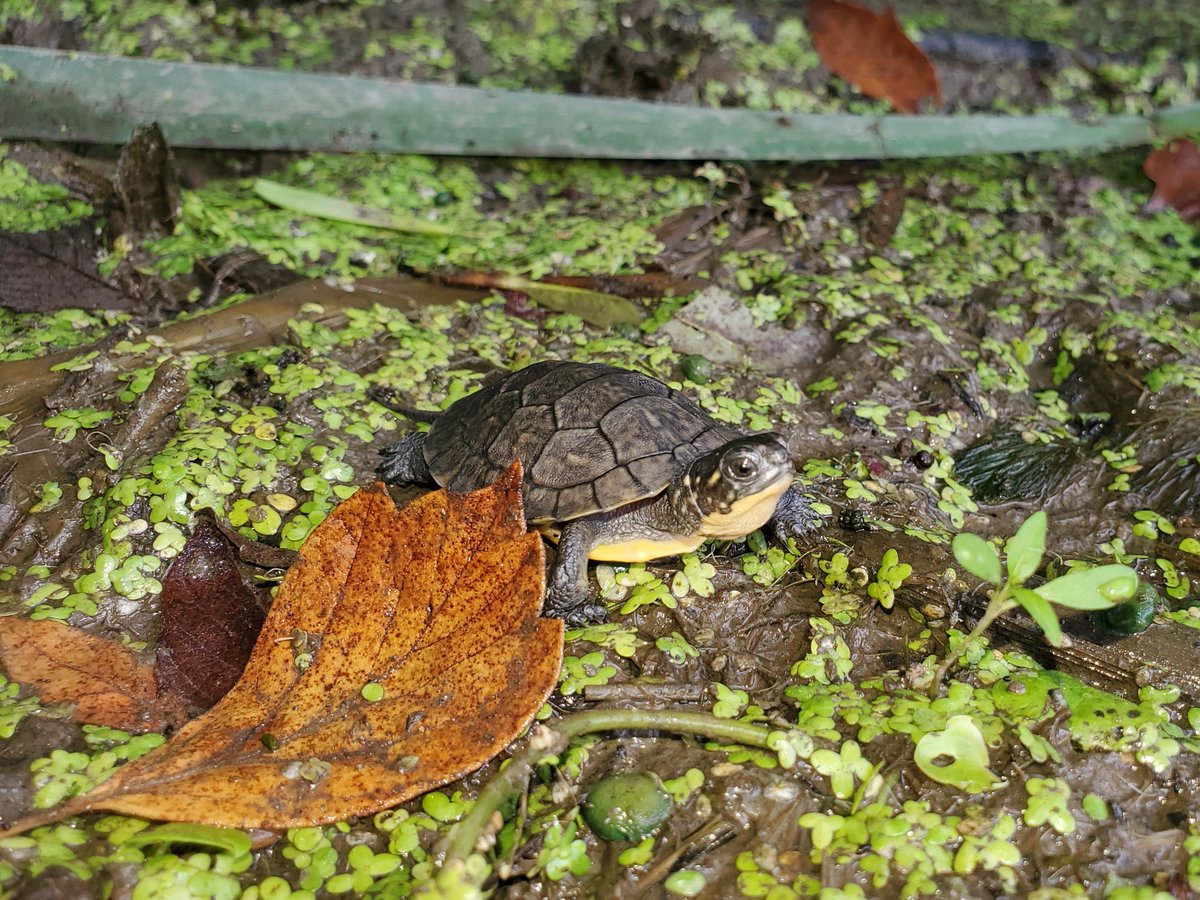 This critical site in Ontario is home to rare species like Blanding’s Turtle and Deerberry, a close relation of cranberries and blueberries that is considered at-risk in Canada 🌱

Find out more about this amazing site at our newsroom: loom.ly/To-Ngm8

📸 Matt Lecompte