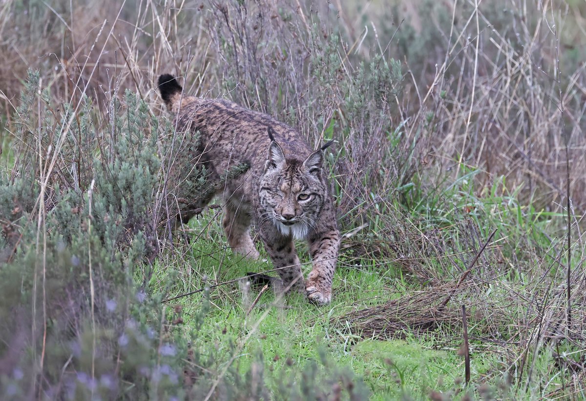 WiseBirding's tweet image. Well my Estonian group with good friend @TarvoValker are very happy today! 😃Wonderful views of this beautiful female Iberian Lynx (Magarza) in the Sierra de Andujar. She sadly lost an eye due to an unknown injury but seems to be hunting well regardless. 😍