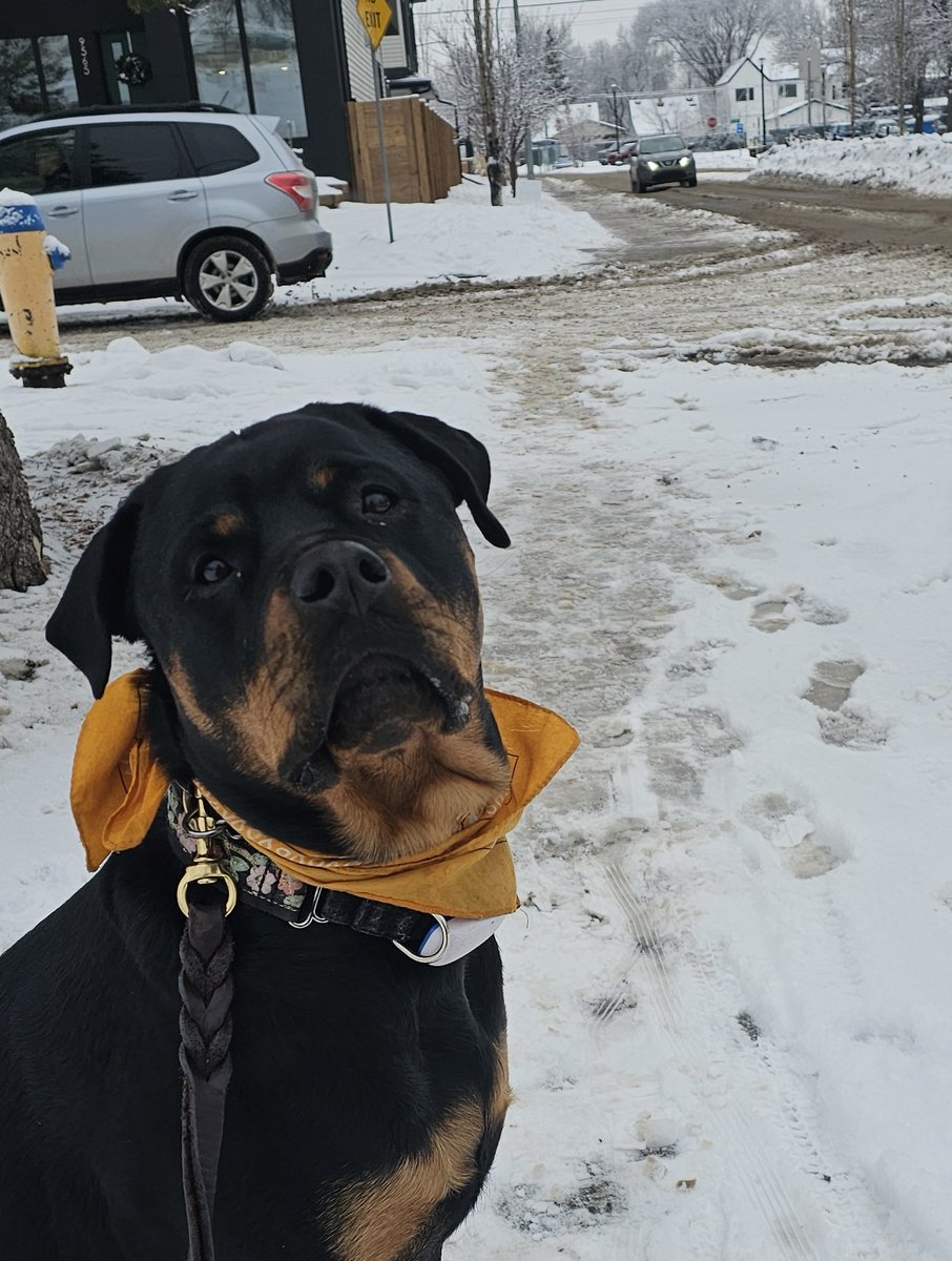 Team Servicerottie🇨🇦🐕🦺🦽 (@servicerotties) on Twitter photo <a href="/sampson_dog/">Sampson the Service Dog</a> Turns out they didn't address the soft packed base at the corner and we don't care try to get to the curb ramp to cross the street. And it's snowing more. We can get through the fresh stuff but when it's on top of a pile of 4" thick wet snow we just sink and spin. Had they done <a href="/sampson_dog/">Sampson the Service Dog</a> Turns out they didn't address the soft packed base at the corner and we don't care try to get to the curb ramp to cross the street. And it's snowing more. We can get through the fresh stuff but when it's on top of a pile of 4" thick wet snow we just sink and spin. Had they done