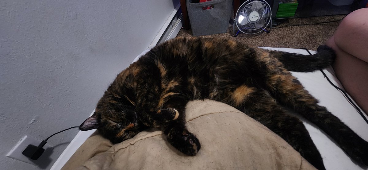 unchartedgames's tweet photo. @VALERiCAx This is PB I rescued her 3 Years ago from being put down because no one wanted her! https://t.co/GyJXuti6dq