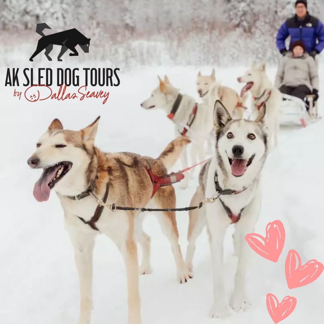 This year, celebrate your love with a dog sledding adventure at AK Sled Dog Tours  🐕💕
sleddogtours.com
#dogmusher #mushinglife #alaskanhuskies #sleddog