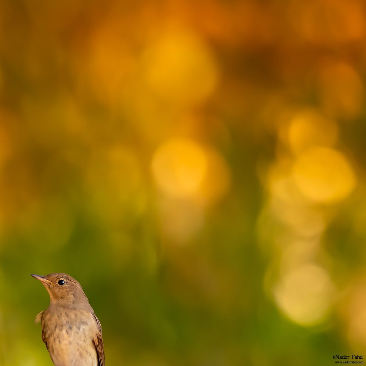البوكيه في التصوير
هو الهالات المعزولة بالخلفية
على شكل لمبات أو لمعات على سطح ماء
أو فراغات بأوراق الشجر يمر منها ضوء