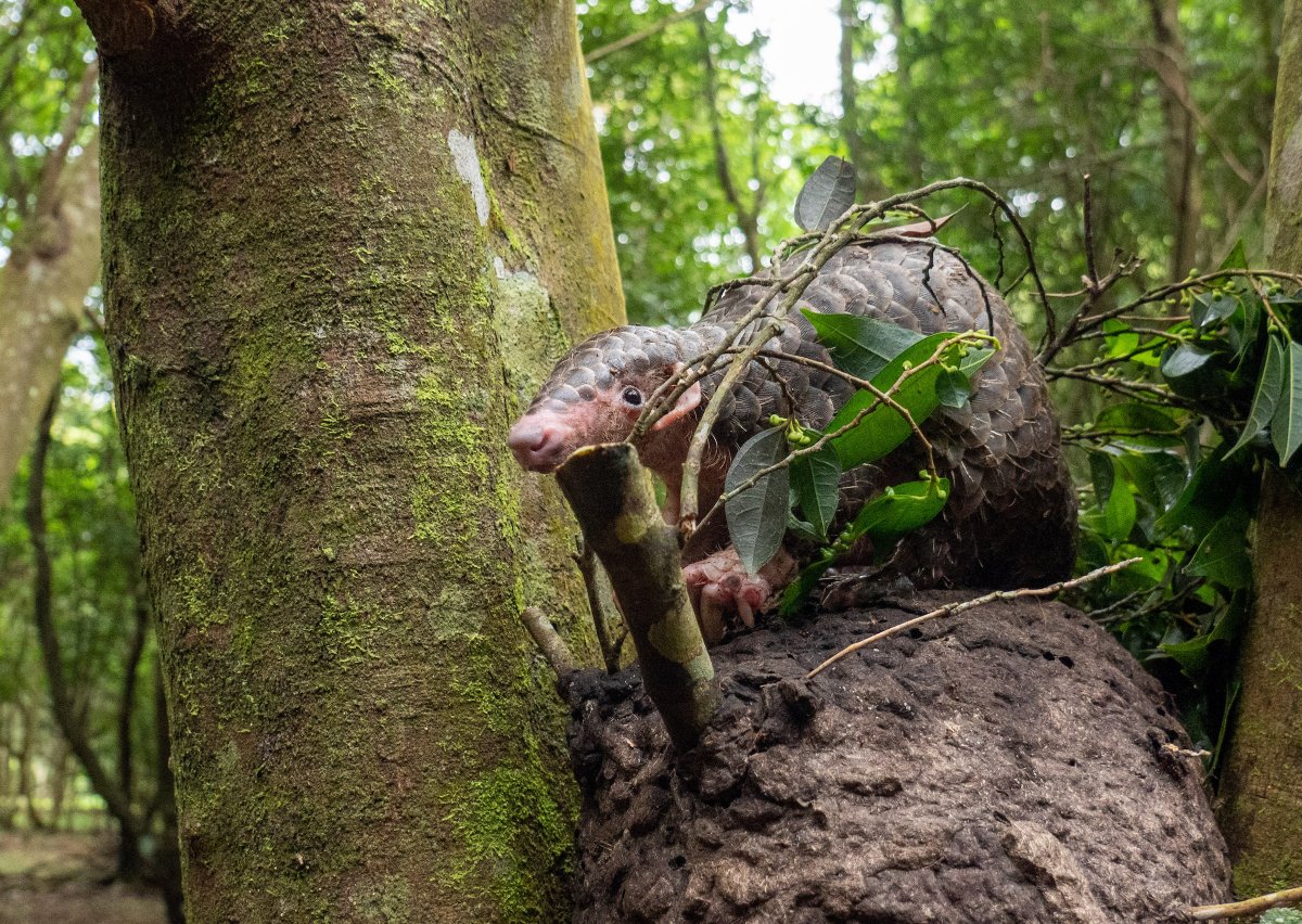 Curious and free and wide-eyed, this released pangolin takes in its new surroundings in Taiwan.
📸 Sam Matthews