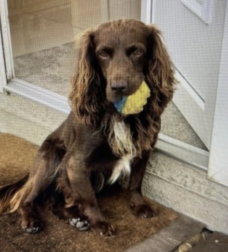rosieDoc2's tweet photo. #SpanielHour
Could people in the area of #fiveOaks WOLF was spotted on the downslink near #Cranleigh #RH14
Missing since 28/12/24 ANOTHER LOST SOUL OUT IN ALL WEATHERS/TWO STORMS ☔️
https://t.co/zE2JpQEY81
@cranleighschool @CranleighCC @CranesFCWomen @Eloquencealways @HunnyJax https://t.co/JdDm85y3V8