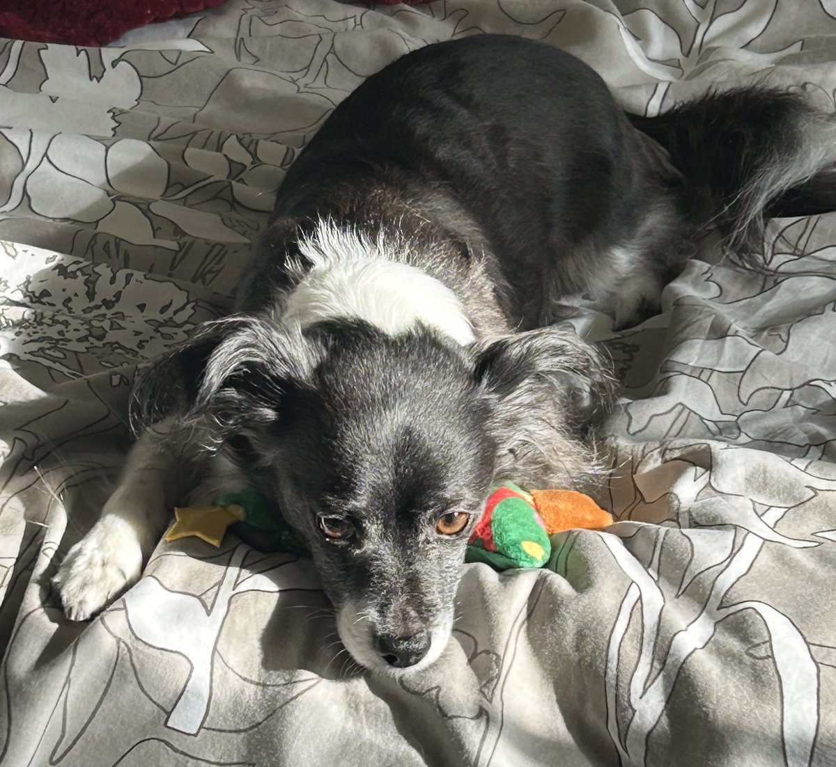 Nope. Haven’t seen mine toy. Dunno where it is.

#CleverBoy 

#dogs #dogsoftwitter
