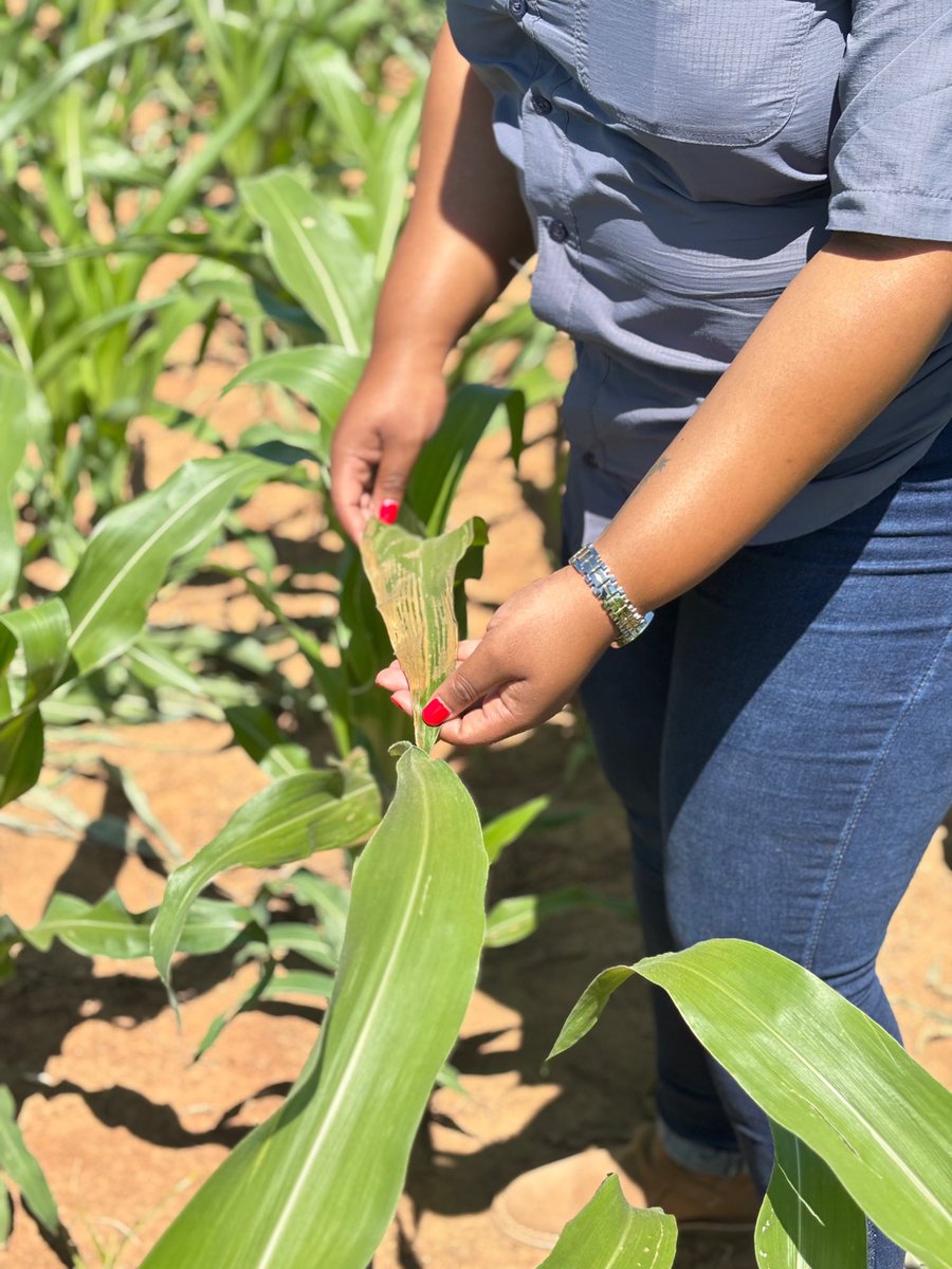 Back to the field, 

Doing weed control and top dressing where necessary. Some parts have yellow maize from previous season we had to extract to avoid cross pollination on white maize 

🌽🌽