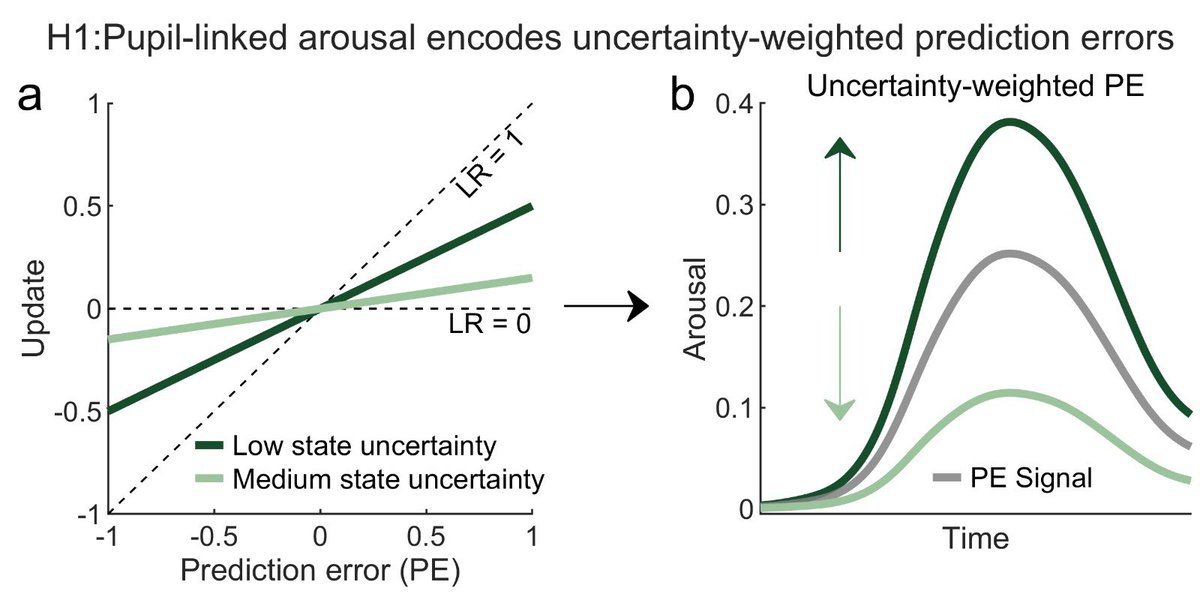 Our new preprint is out! We show that pupil-linked arousal encodes uncertainty-weighted prediction errors to learn under state uncertainty 🎉

osf.io/preprints/psya…

Many thanks to Tobi Donner <a href="/donner_lab/">Donner Lab</a>, Radek Cichy, <a href="/nico_schuck/">Nico Schuck</a>, <a href="/carstenfinke/">Carsten Finke</a> and <a href="/rasmusbruckner/">Rasmus Bruckner</a> !!