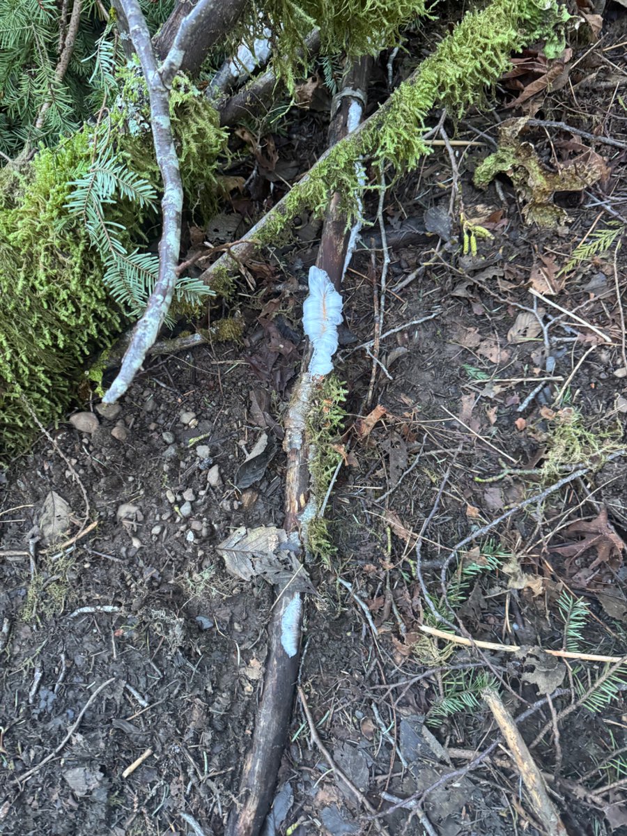 EyesScene's tweet photo. Ice wool is brought forth by the exidiopsis effusa fungi. Seen in the verdant depths of the Hoh rainforest Olympic National Park 01/18/2025.
#pnw #icewool #exidiopsiseffusa https://t.co/sT3PSvIxk0