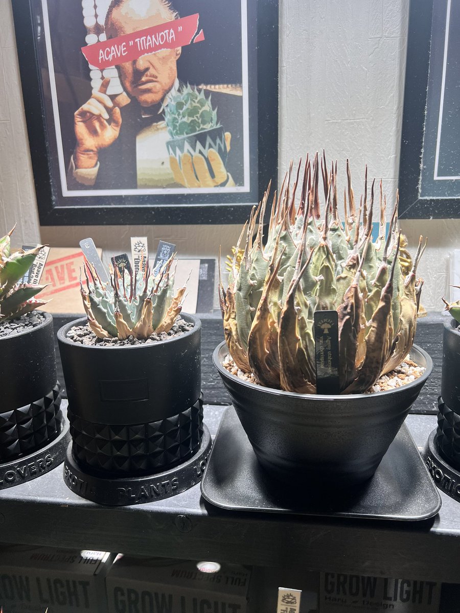 エボリ親子🪴
#アガベ