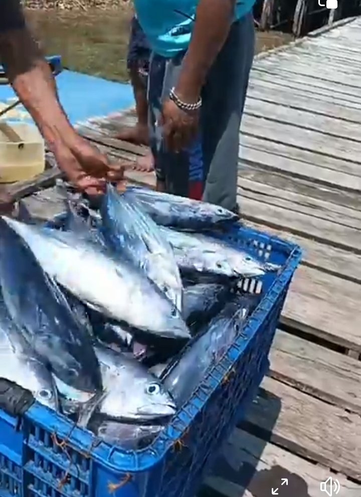 burtidore1's tweet photo. Sabtu (25/01/2025),Burhan Samad, Luhkan Kota Tidore, melaporkan  Pemasaran Hasil Perikanan oleh Poklashar  DUA PUTRI Desa Tadupi  Kec. Oba Tengah ikan cakalang sebanyak 180 kg/ Rp. 15.000
#GiatLuhkanSatminkalAmbon
@BP3_Ambon https://t.co/4aiwDqHUpT