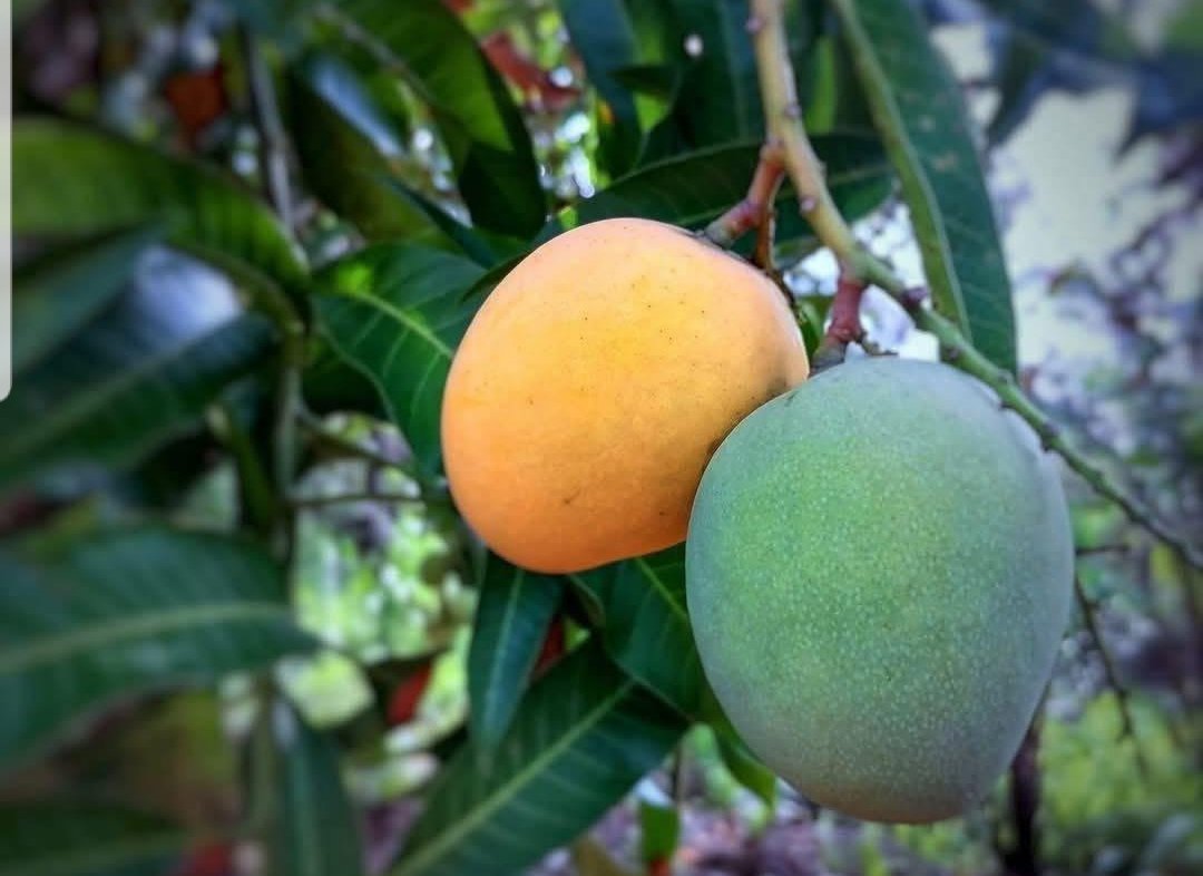Benwise1461233's tweet photo. On same tree but different colours,what brings that? https://t.co/Mvk5VasgTQ