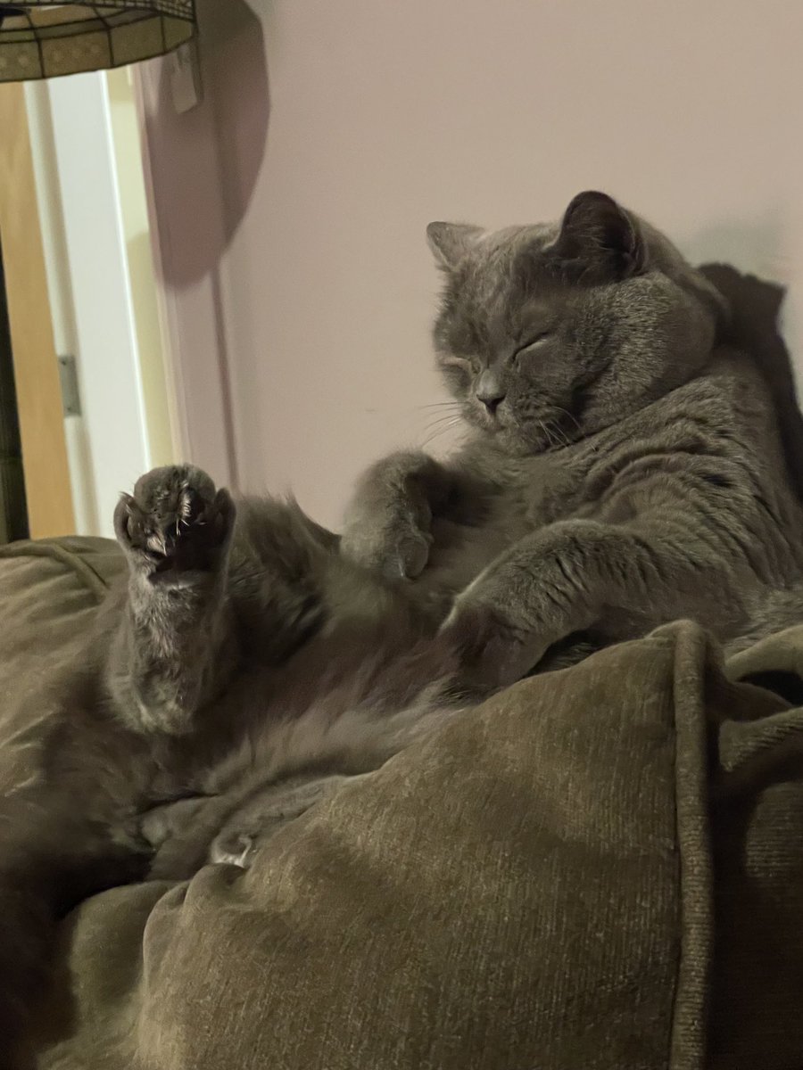 Hello pals. It’s been a while! Thought you’d like to see my footie #catsoftwitter 💜