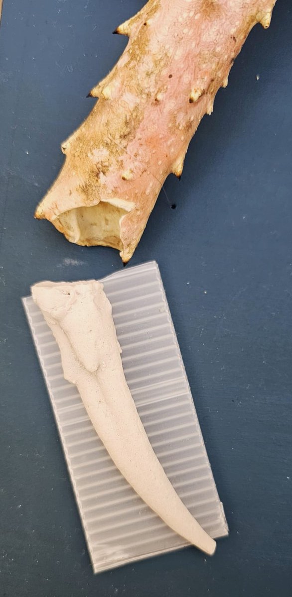 ConservationBob's tweet image. Ipswich Museum conservation for redevelopment. Ashley has been reconstructing  a large crab brought from Vladivostok in 1920. Some feet were missing. He carefully cast one of the original feet, made copies and painted them to match. The completed crab was attached to a board.