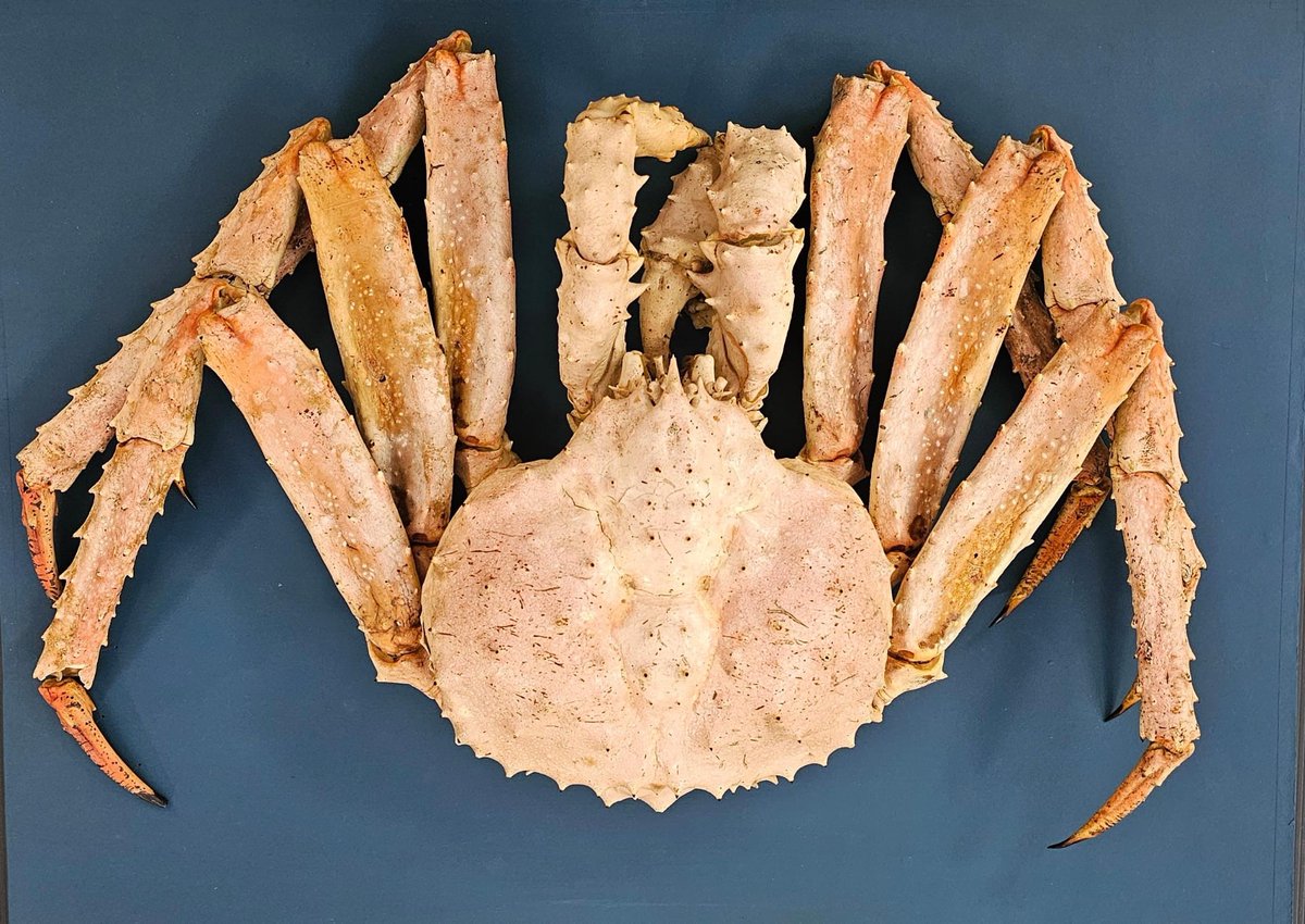 ConservationBob's tweet image. Ipswich Museum conservation for redevelopment. Ashley has been reconstructing  a large crab brought from Vladivostok in 1920. Some feet were missing. He carefully cast one of the original feet, made copies and painted them to match. The completed crab was attached to a board.