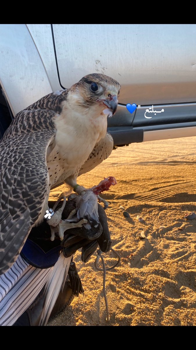 حاولت اتركه وانسى هواه واقطع الوصول
وخلي الذي من بيننا شبه متواصل

لكن خسرت وصار حبه علي مدبول
اظن عقب بذاك الوصل ما عادنا فاصل

بدا بالجف اربع شهور حداها الحول
تاصل غلاهم والهوى فيه متاصل 

سبايب من اللي لا لفه شوفت منقول
وشوف الفياض اللي عليها المطر ناصل

حكم وان حكمت وصار