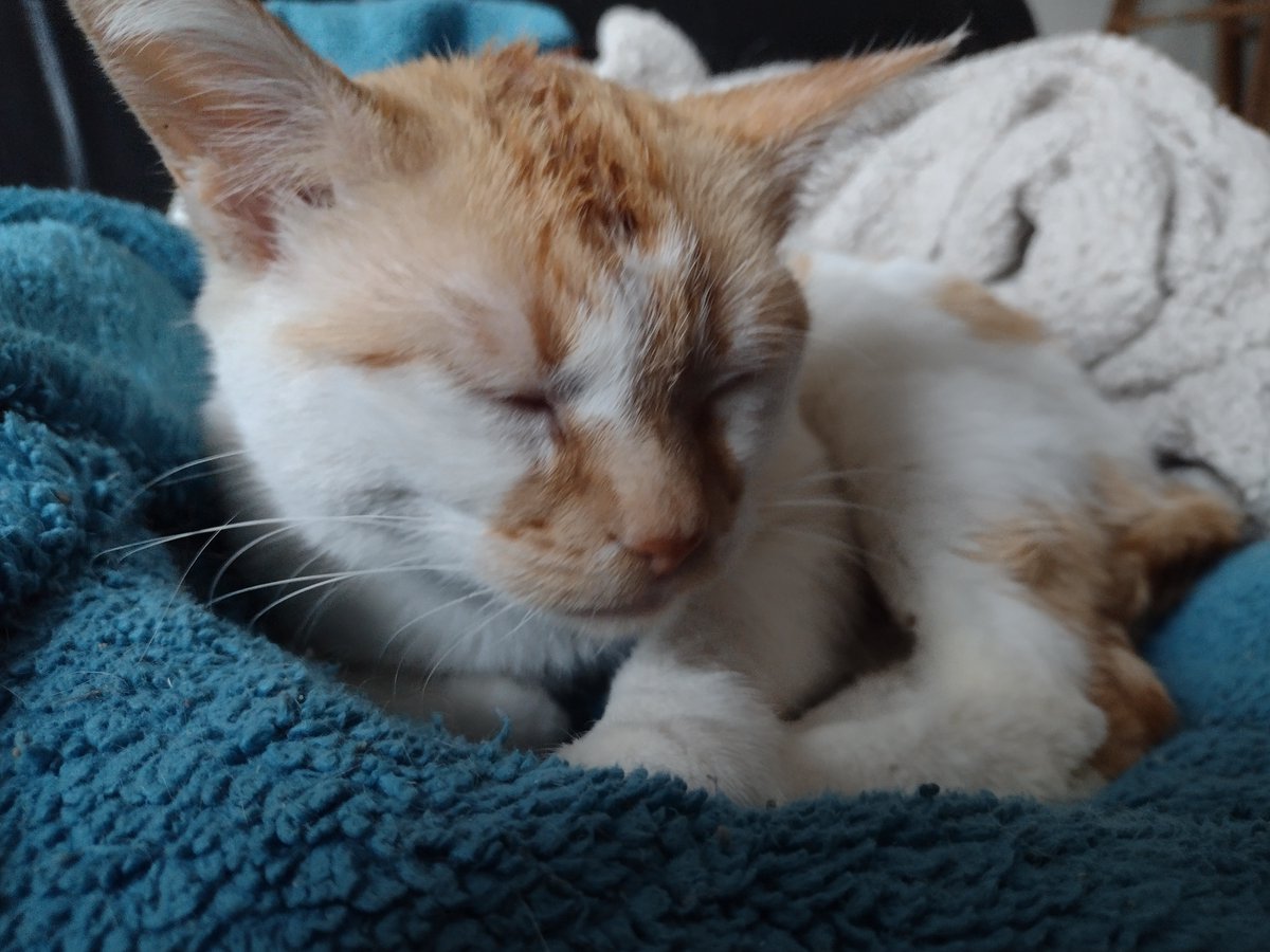 FartyCheddarCat's tweet image. Mama called me baby
And she sed I cute and small
I sed dat I no baby
I jus kurly in a ball

I sed I dat I a big boy
Dat I fearse, why not she see?
My mussles stwong, a warryer
A baby? Dat not me!

#CheddarPoetry #NotABaby #BigFearseBoy #IBiggerDenFiggy #FiggyAllBaby