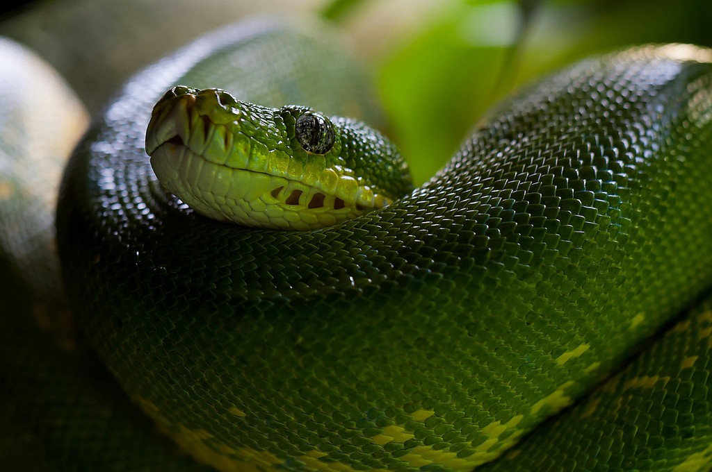 Happy Lunar New Year! For this week's Cat in the Stax, we explore some fun facts about snakes!

#novanation #falveylibrary #yearofthesnake
