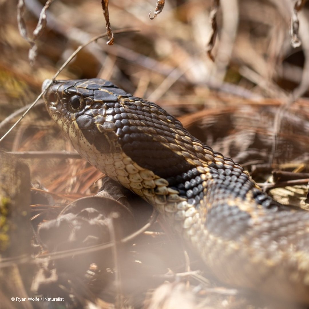 WWF-Canada tweet media