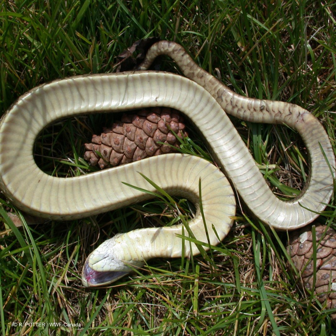 WWF-Canada tweet media