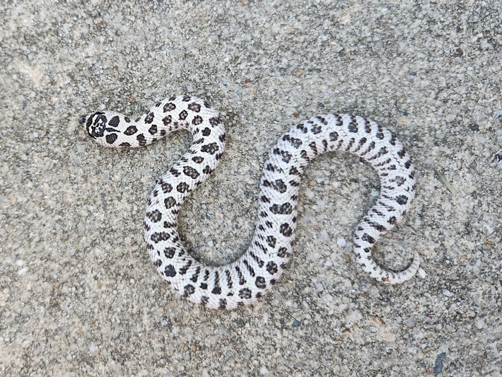 MorphMarket's tweet image. Super Arctic 66% Het Albino Western Hognose Snake by Draaken Cove
 
 morphmarket.com/us/c/reptiles/…

#morphmarket #snake #hognose #hognosesnake #westernhognose #reptile