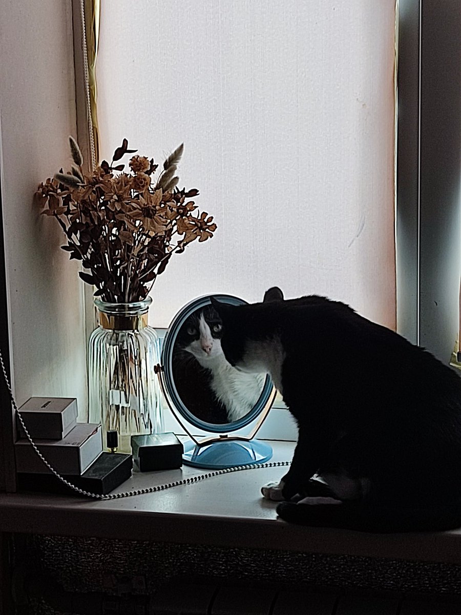 aglet_qwt's tweet photo. @Cats_telegram https://t.co/E2lQXlvujm