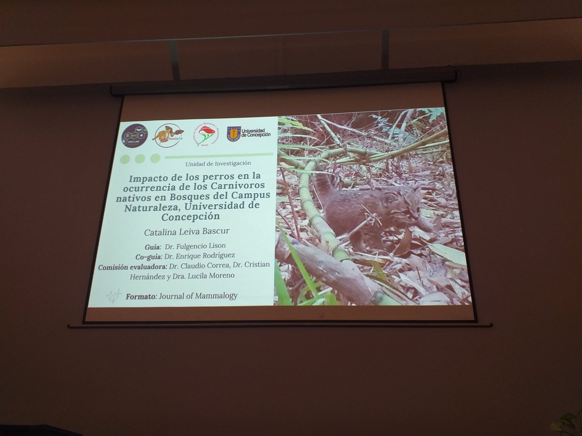 Fulgencio Lisón (@fulgenlison) on Twitter photo Defensa de unidad de investigacion de Catalina Leiva en interacción #güiña, #zorro y quique 🦊🦝 y #perros 🐶 de deambular libre en Campus Naturaleza <a href="/CampusNaturalez/">CampusNaturalezaUdeC</a> <a href="/udeconcepcion/">Universidad de Concepción</a>
<a href="/LabWec/">WEC Lab</a> <a href="/UdecZoologia/">Zoologia_UdeC</a> <a href="/NaturaUdec/">Natura Udec</a> Defensa de unidad de investigacion de Catalina Leiva en interacción #güiña, #zorro y quique 🦊🦝 y #perros 🐶 de deambular libre en Campus Naturaleza <a href="/CampusNaturalez/">CampusNaturalezaUdeC</a> <a href="/udeconcepcion/">Universidad de Concepción</a>
<a href="/LabWec/">WEC Lab</a> <a href="/UdecZoologia/">Zoologia_UdeC</a> <a href="/NaturaUdec/">Natura Udec</a>