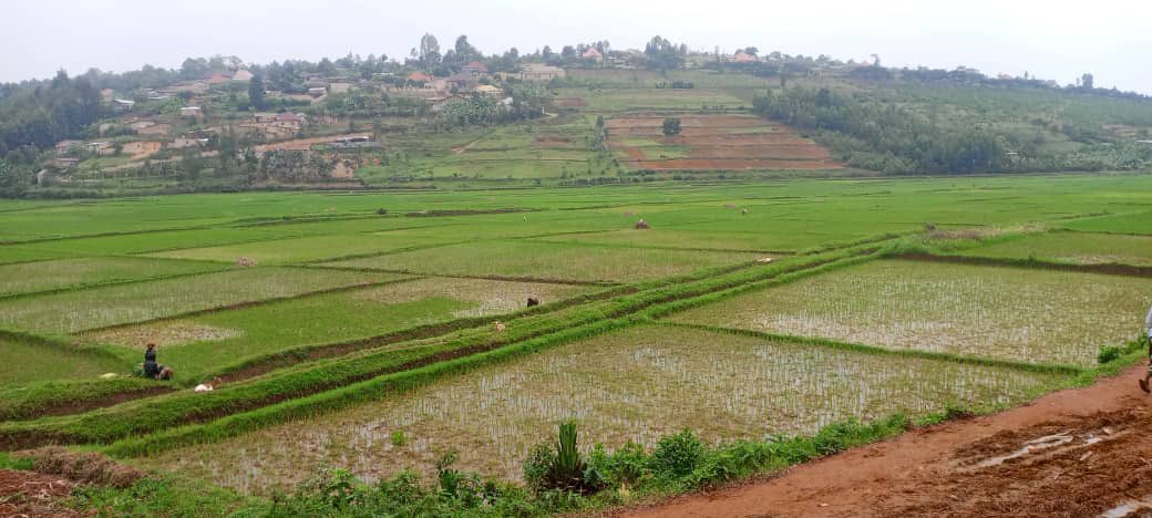 HuyeDistrict's tweet image. Abadepite bakomeje gusura imirenge itandukanye yo mu Karere ka Huyebakaganira n’abaturage kandi bagasura koperative n’amatsinda y’ibimina.

Bamwe mu basuwe n’Abadepite bashima gahunda za Leta zirimo #SACCO, @BDF_rw, #VUP n’izindi, bakagaragaza ko zabafashije kwivana mu bukene.