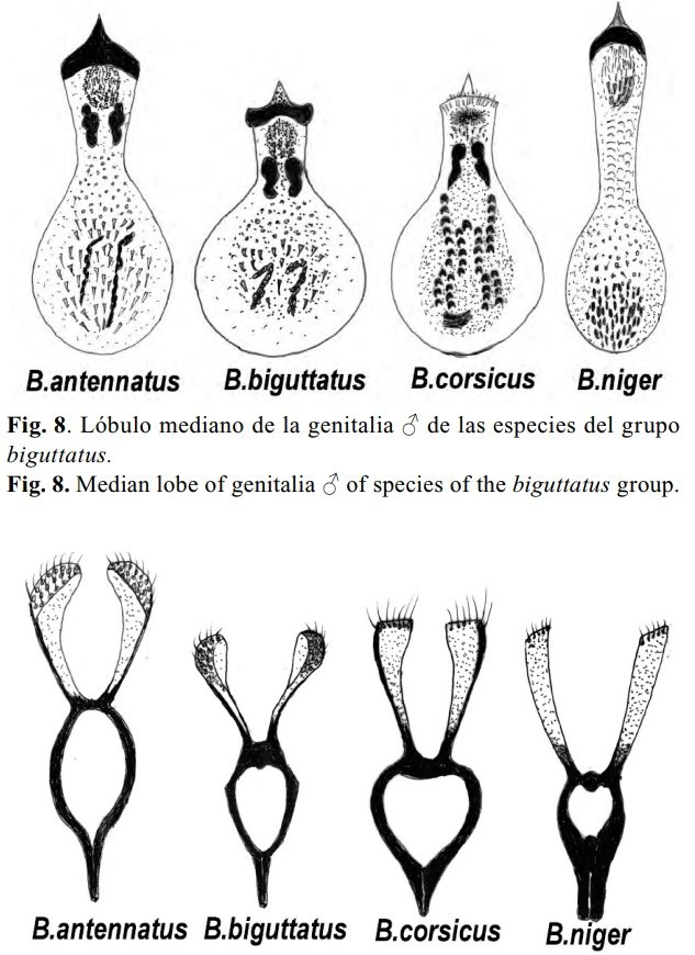Hoy sale el primer artículo de investigación del Volumen 49 (1-2):

Sobre los caracteres taxonómicos de los Bruchidius Schilsky, 1905 íbero-baleares y canarios del grupo biguttatus (Coleoptera, Bruchidae)

Consulta y descarga gratuitamente en: entomologica.es/publicaciones-…