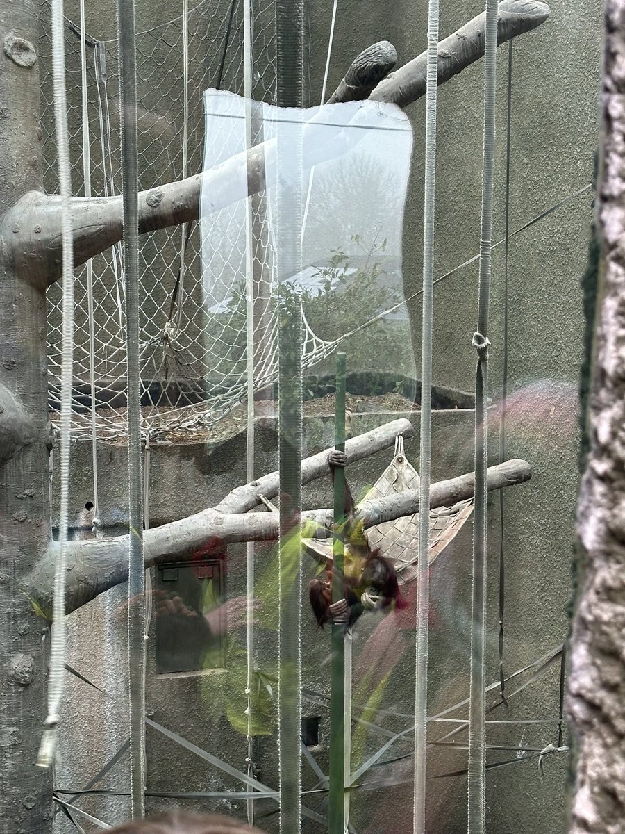 Ysgol Pencae (@ysgol_pencaepen) on Twitter photo Diwrnod gwerth chweil yn <a href="/chesterzoo/">Chester Zoo</a> hefo disgyblion blwyddyn 2 i 6. Pawb wedi mwynhau dysgu am yr anifeiliaid a chadwraeth. #plantpen
Fantastic day out in <a href="/chesterzoo/">Chester Zoo</a> last week. Year 2-6 pupils really enjoed lewrning about conservation. #Pencae #Sŵ #chesterzoo
🦊🐨🐯🦁🐸🦅🦇 Diwrnod gwerth chweil yn <a href="/chesterzoo/">Chester Zoo</a> hefo disgyblion blwyddyn 2 i 6. Pawb wedi mwynhau dysgu am yr anifeiliaid a chadwraeth. #plantpen
Fantastic day out in <a href="/chesterzoo/">Chester Zoo</a> last week. Year 2-6 pupils really enjoed lewrning about conservation. #Pencae #Sŵ #chesterzoo
🦊🐨🐯🦁🐸🦅🦇