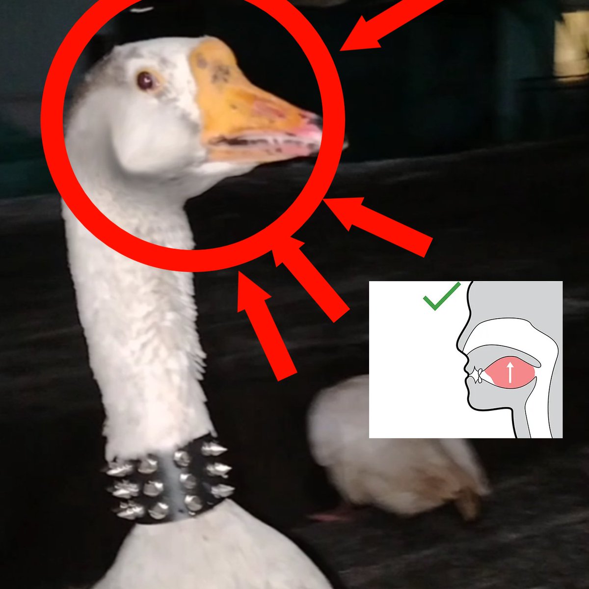 The Most Viral Goose On TikTok | SEMEN tweet media