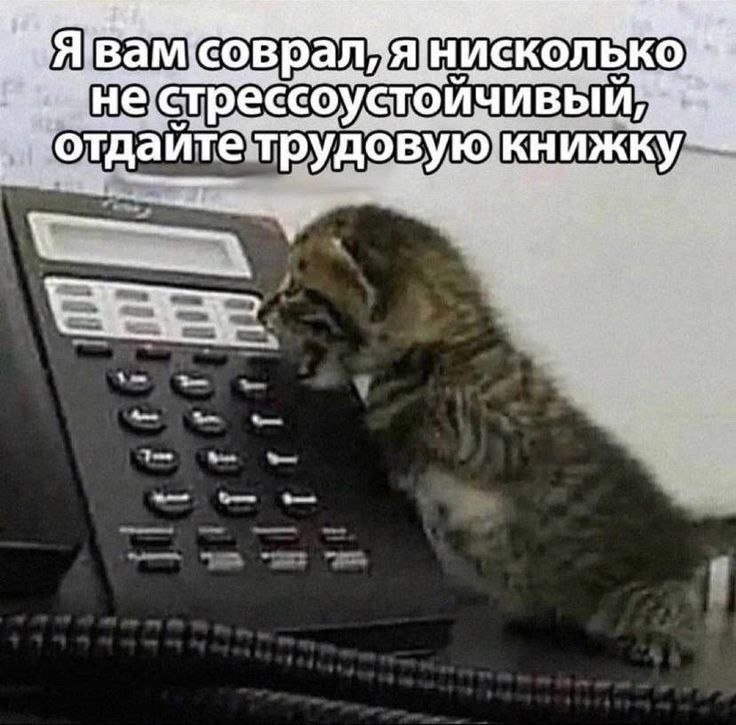 cats, i love cats (@catsilcats) on Twitter photo 