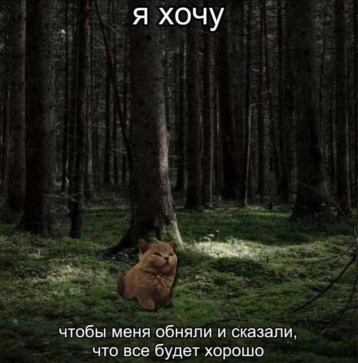 cats, i love cats (@catsilcats) on Twitter photo 