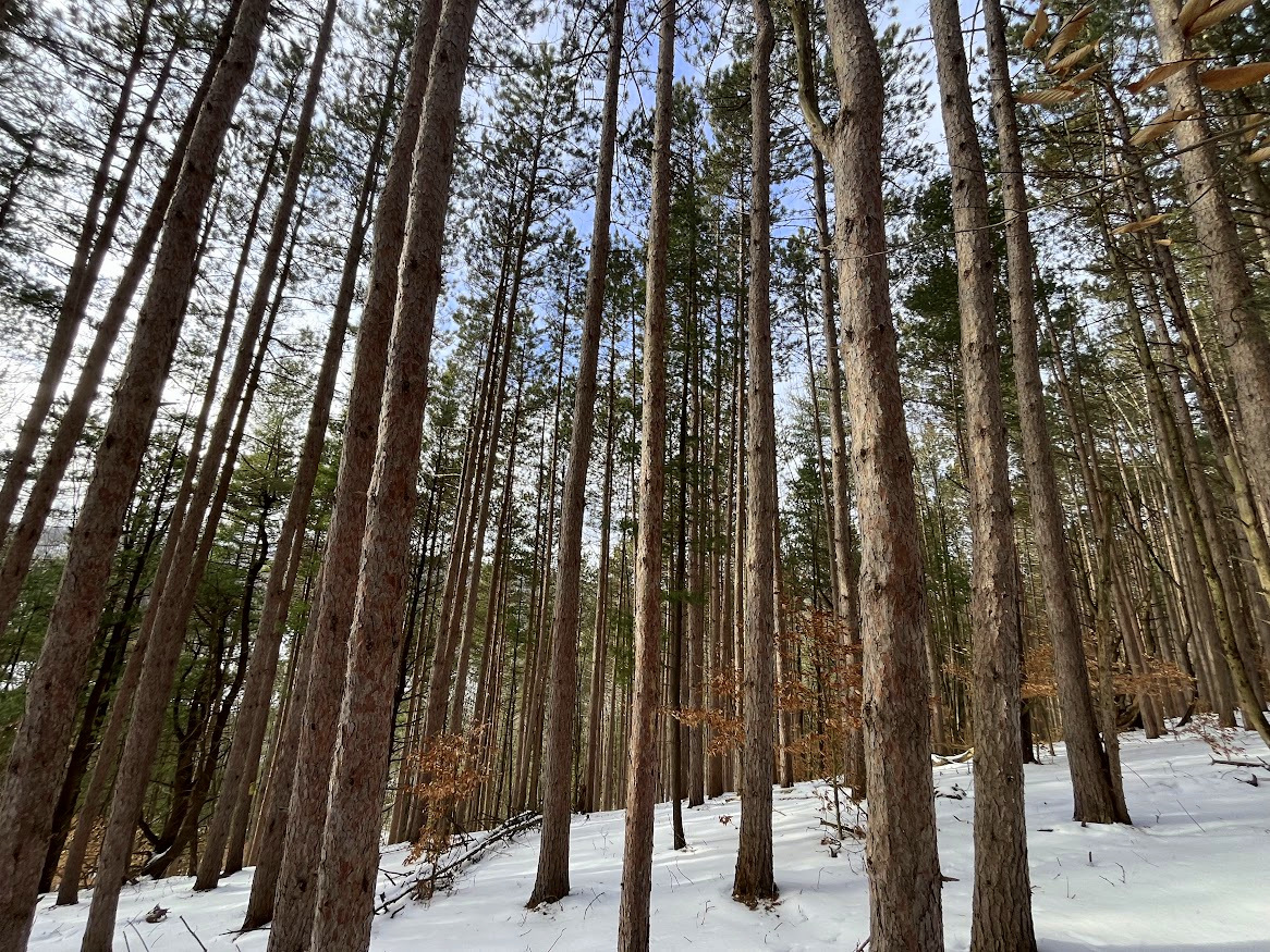 ❄ Five things we 💚 about winter:
1. Quite, peaceful forests
2. Cross-country skiing
3. No bugs
4. No bugs
5. No bugs

Find a forest near you at fllt.org/map
Photo: Blake Enos

#fingerlakes #conservation
1m