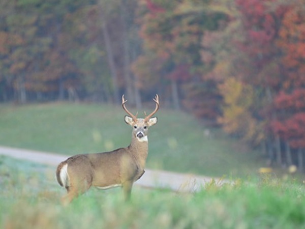 NottinghamMD (@nottingham_md) on Twitter photo Delegate <a href="/RyanforMaryland/">Ryan Nawrocki</a>'s bill, cosponsored by Delegate <a href="/KathyforMD/">Kathy Szeliga</a>, HB173 - Baltimore County – Deer Management Program – Establishment, aims to require <a href="/BaltCoGov/">Baltimore County</a> to create a comprehensive deer mitigation plan for its lands.
More in the link below. Delegate <a href="/RyanforMaryland/">Ryan Nawrocki</a>'s bill, cosponsored by Delegate <a href="/KathyforMD/">Kathy Szeliga</a>, HB173 - Baltimore County – Deer Management Program – Establishment, aims to require <a href="/BaltCoGov/">Baltimore County</a> to create a comprehensive deer mitigation plan for its lands.
More in the link below.