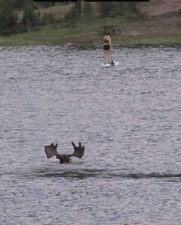 Jaws:  Canada Edition