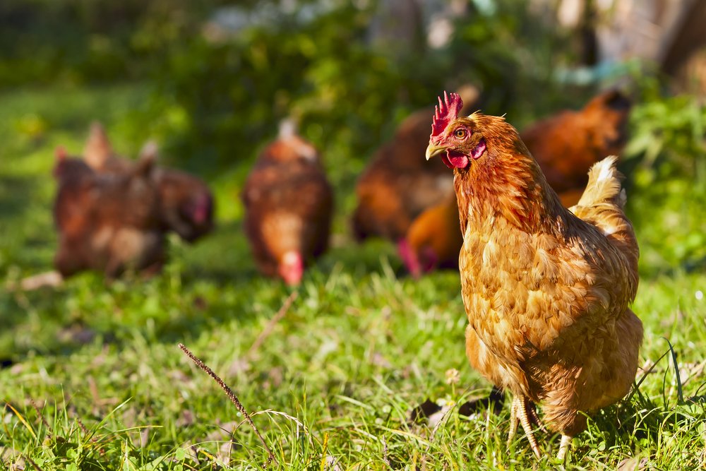 Isle of Anglesey County Council (@angleseycouncil) on Twitter photo *** All Wales Avian Influenza Prevention Zone established***
<a href="/WelshGovernment/">Welsh Government</a> has announced that an AIPZ will apply from 00:01 on Thursday (30/1) and remain until a reduction in risk levels indicates it is no longer required.
More information here: gov.wales/written-statem… *** All Wales Avian Influenza Prevention Zone established***
<a href="/WelshGovernment/">Welsh Government</a> has announced that an AIPZ will apply from 00:01 on Thursday (30/1) and remain until a reduction in risk levels indicates it is no longer required.
More information here: gov.wales/written-statem…