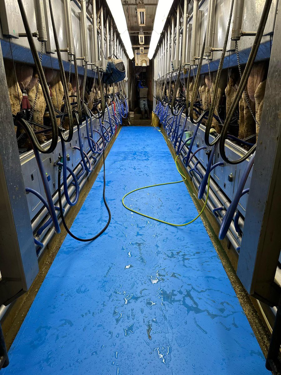 An installation of EASYFIX parlor mats in 📍Masselink Dairy in Michigan 🐄

Providing a comfortable standing area for operators of the parlor ✅

#EASYFIXUSA #LivestockComfort #milkingparlor #milkingcows #dairy #dairycows #dairyfarm #dairyfarming #agri #agriculture