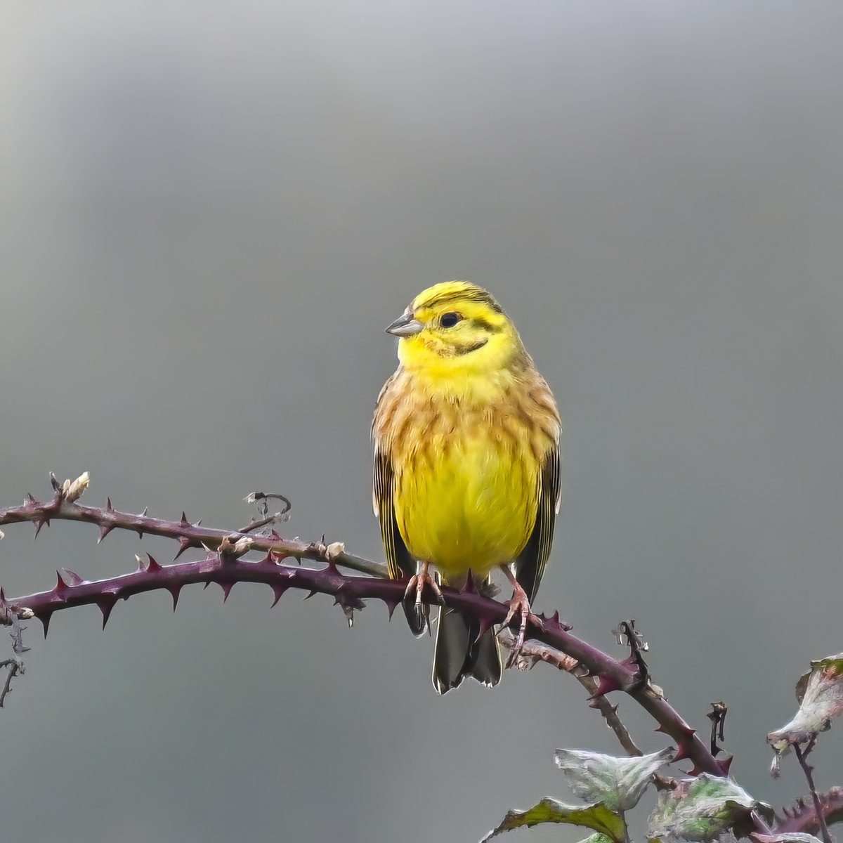 When the fog had cleared it was great to see the Yellowhammers doing well in the Vale of Glamorgan this morning! #BirdsSeenIn2025 #birdwatching #birdphotography