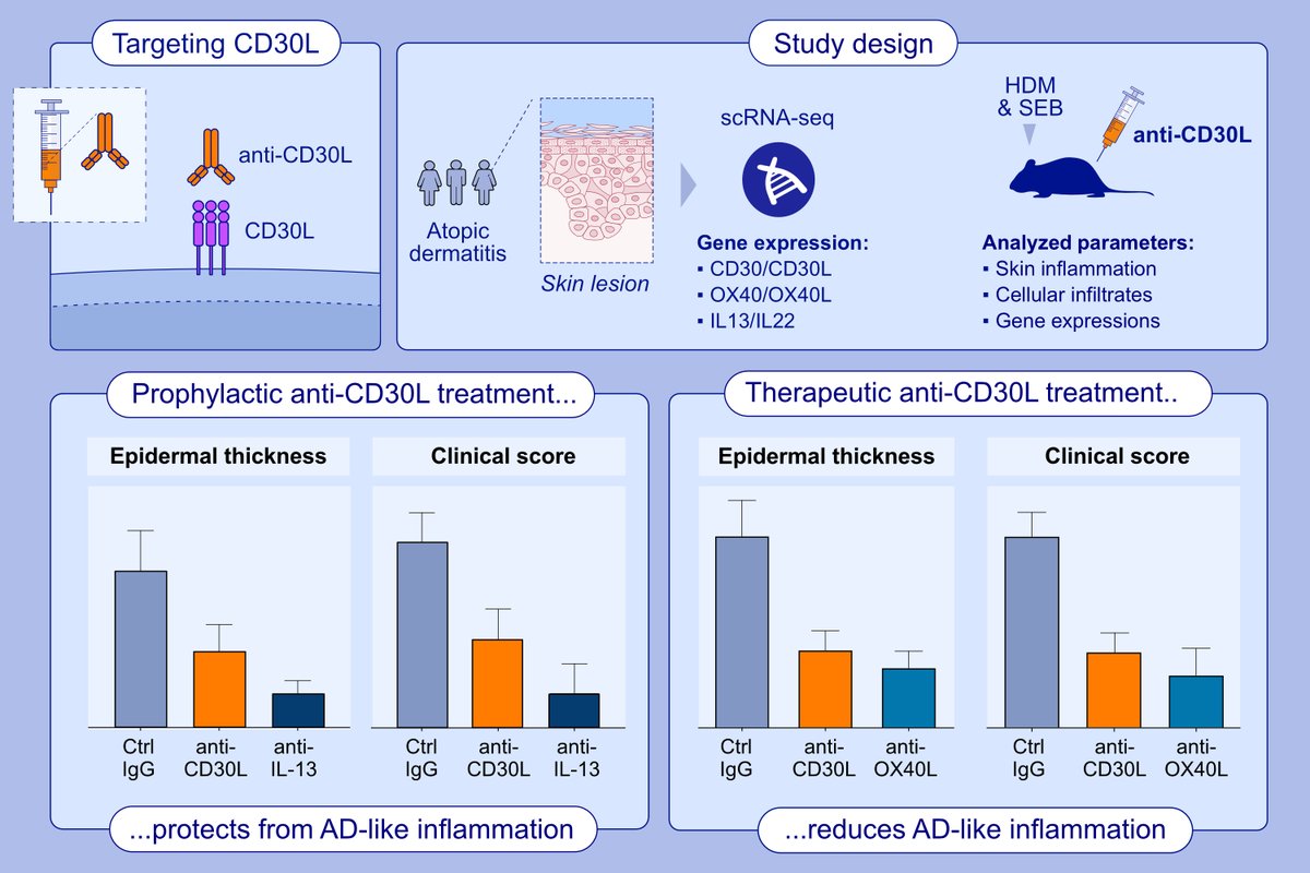 Comparison of CD30L and OX40L Reveals CD30L as a Promising Therapeutic Target in Atopic Dermatitis. First author: Rinkesh K. Gupta; corresponding author: Michael Croft

Read the article here: doi.org/10.1111/all.16…

This study investigated whether targeting the T cell