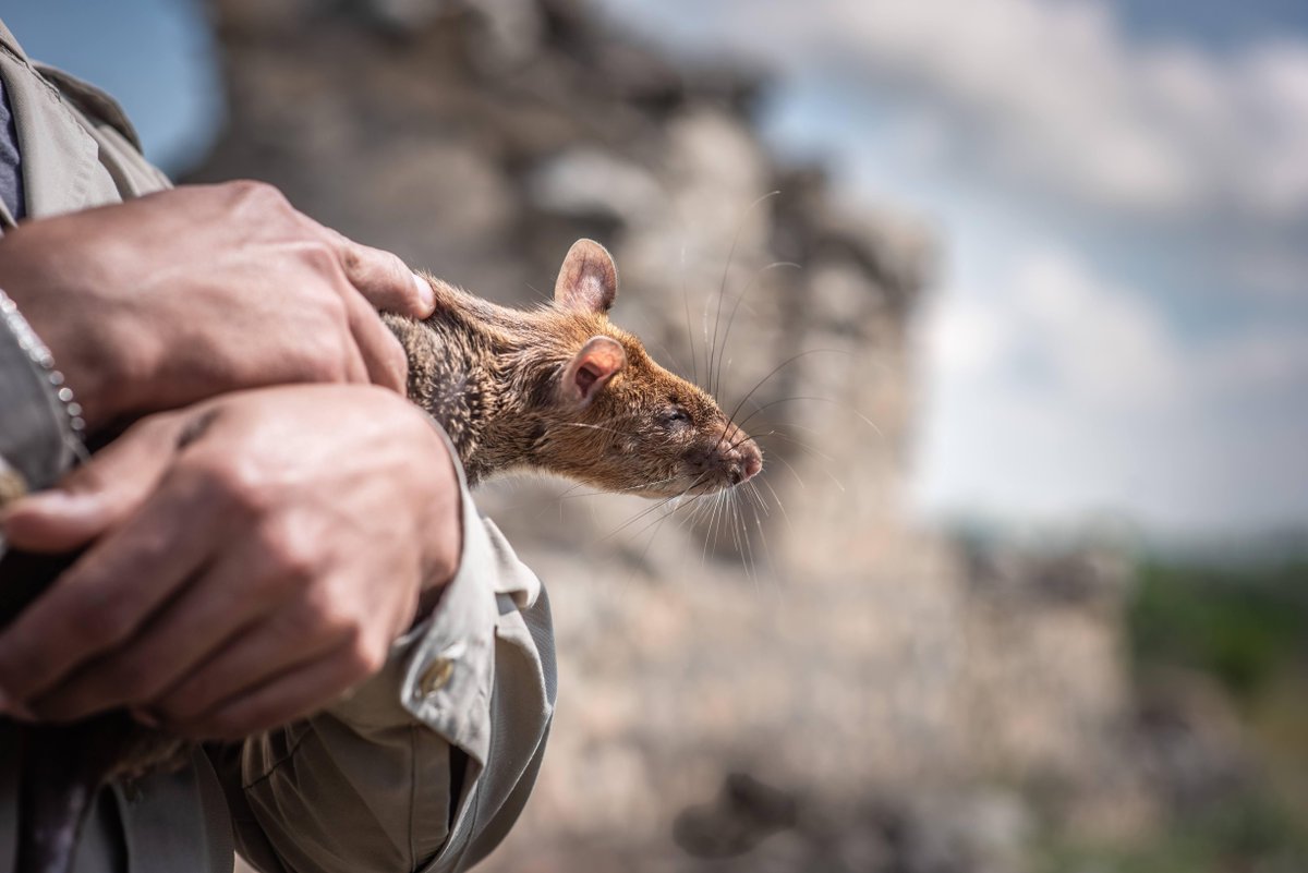 herorats's tweet image. We launched an urgent appeal to keep our #HeroRATs in Azerbaijan 🇦🇿 through the winter, and a generous anonymous donor will match all donations, meaning your gift will go twice as far in keeping them safe, warm and healthy: bit.ly/3WCQRRj  

#APOPO #GoodCause #Charity