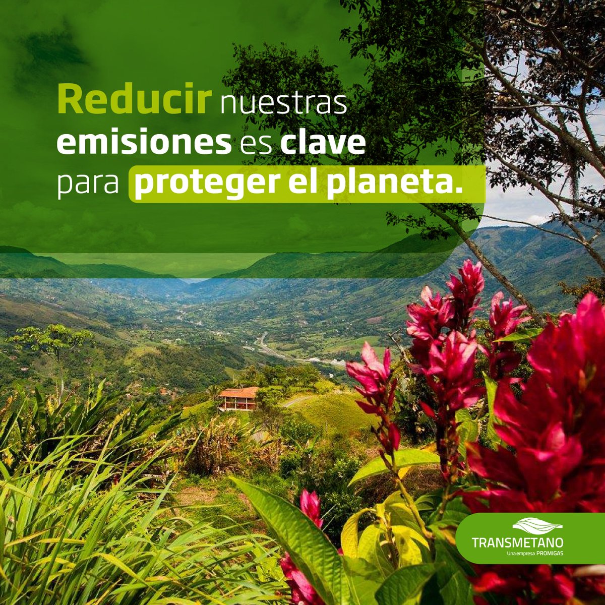 Transmetano tweet media