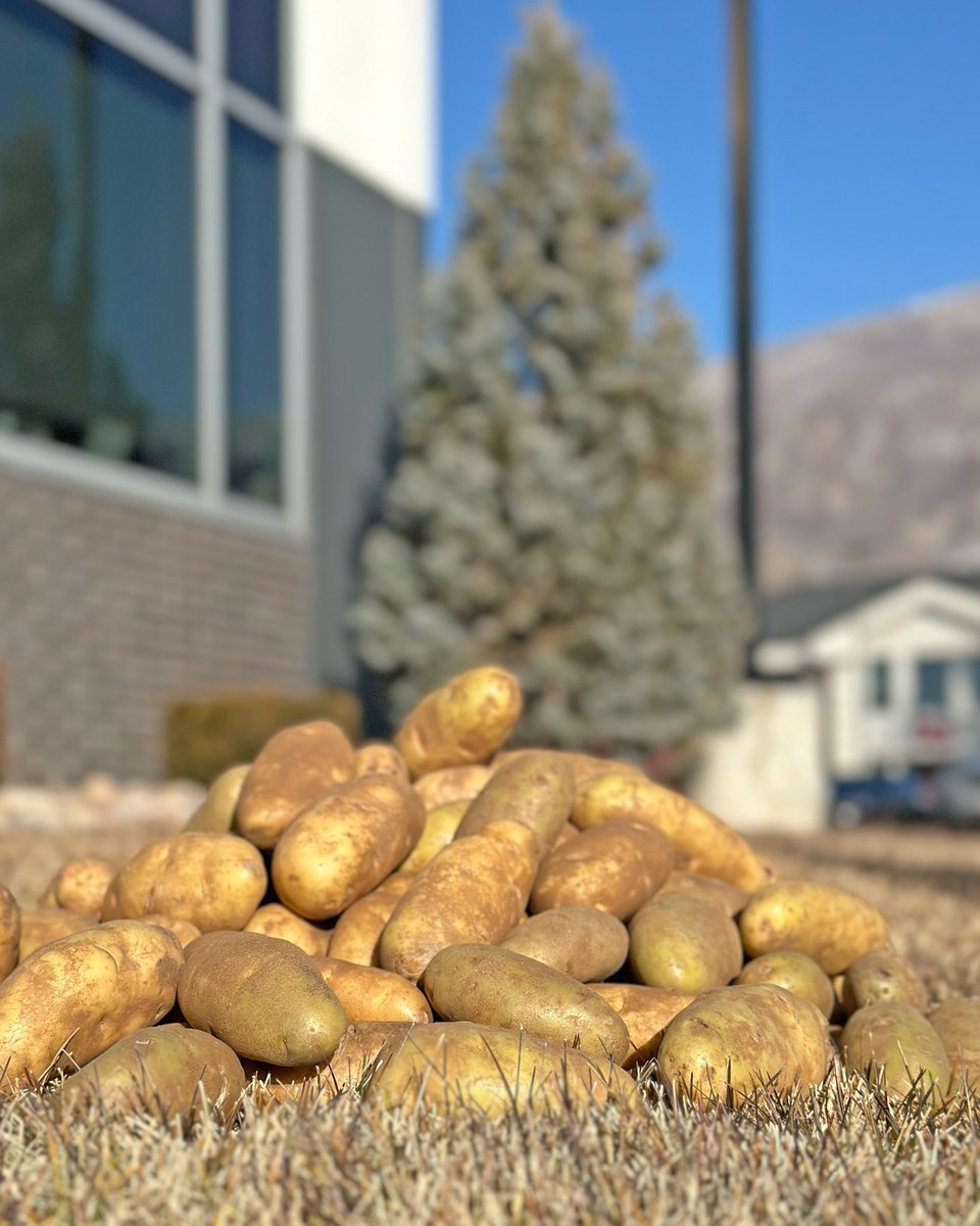 Something “Starchy” is coming