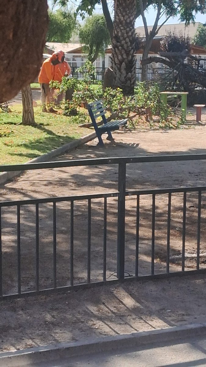 choni_araya's tweet photo. Alcalde @matiastoledoh porque están cortando los árboles de nuestra plaza!! Ya nos sacaron los juegos y ahora los árboles!! Está plaza siempre está sin mantenimiento pero dejarnos sin árboles es mucho! (Av. Chiloé con Papiros) @mpuentealto https://t.co/ClQpFtZiSA