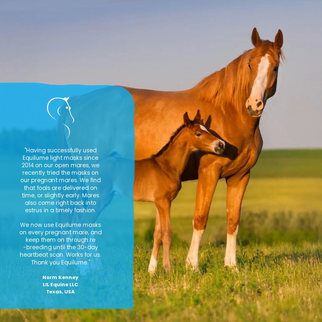 Foaling &amp; breeding, simplified with Equilume! 🌟🐴 Our light masks help mares deliver on time, get back into estrus faster, and optimize reproductive cycles. Give your mares the advantage they deserve! 💡

#EquilumeSuccess #MareCare #BreedingExcellence #BetterWithBlue
