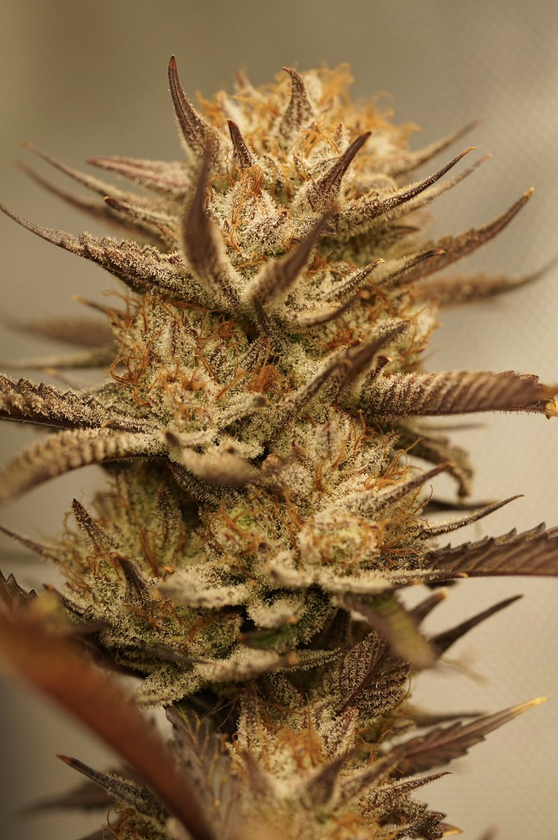 P2PGrows's tweet photo. Grape Colada by @beleaf_cannabis 

Organically grown in living soil by me

Taste and smell:  peanut butter grape colada paradise 

Effects: uplifting, euphoric, and a clear clean effect. 

#thc #organic #homegrown #seedtoharvest https://t.co/ZjNMviX1Fx