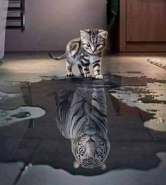 ځينو کسانو ته په هينداره يا د موبايل د سليفي کامره کې ځان دومره لوی ښکاري لکه د دنيا هر څه چې هم دی وي، او دنيا پر ده ولاړه وي.
الله دې مونږ ته له کبر او لويي څخه د ځان ساتلو توفيق راکړي.