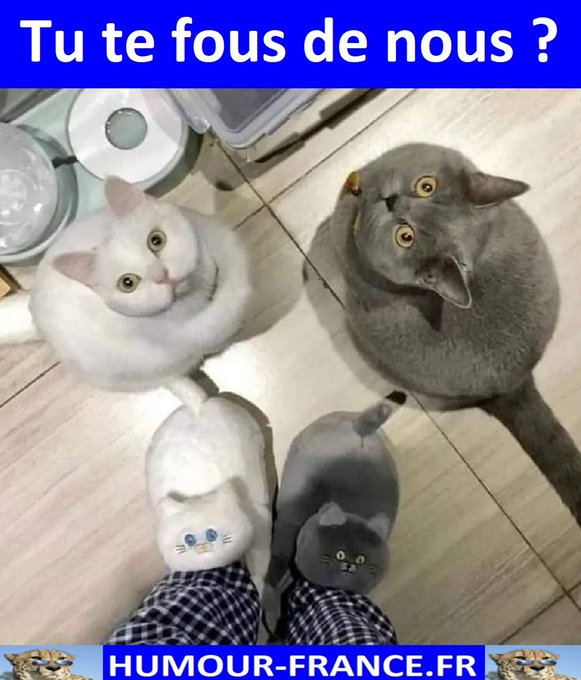 text alternatif