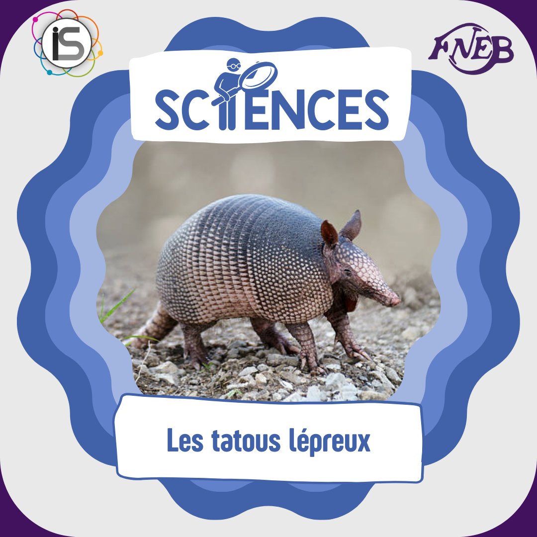 FNEBmono's tweet image. [👨‍🔬 SCIENCES – LES TATOUS LÉPREUX 🐾]
Aujourd’hui, c’est la Journée mondiale contre la lèpre. Et le rapport avec les tatous dans tout ça ? Lis le post pour le savoir ! 
[1/8]
–
Article rédigé par Noé Bastard
#fnebmono #sciences #indésciences #funfact #infoscience #tatou #lèpre