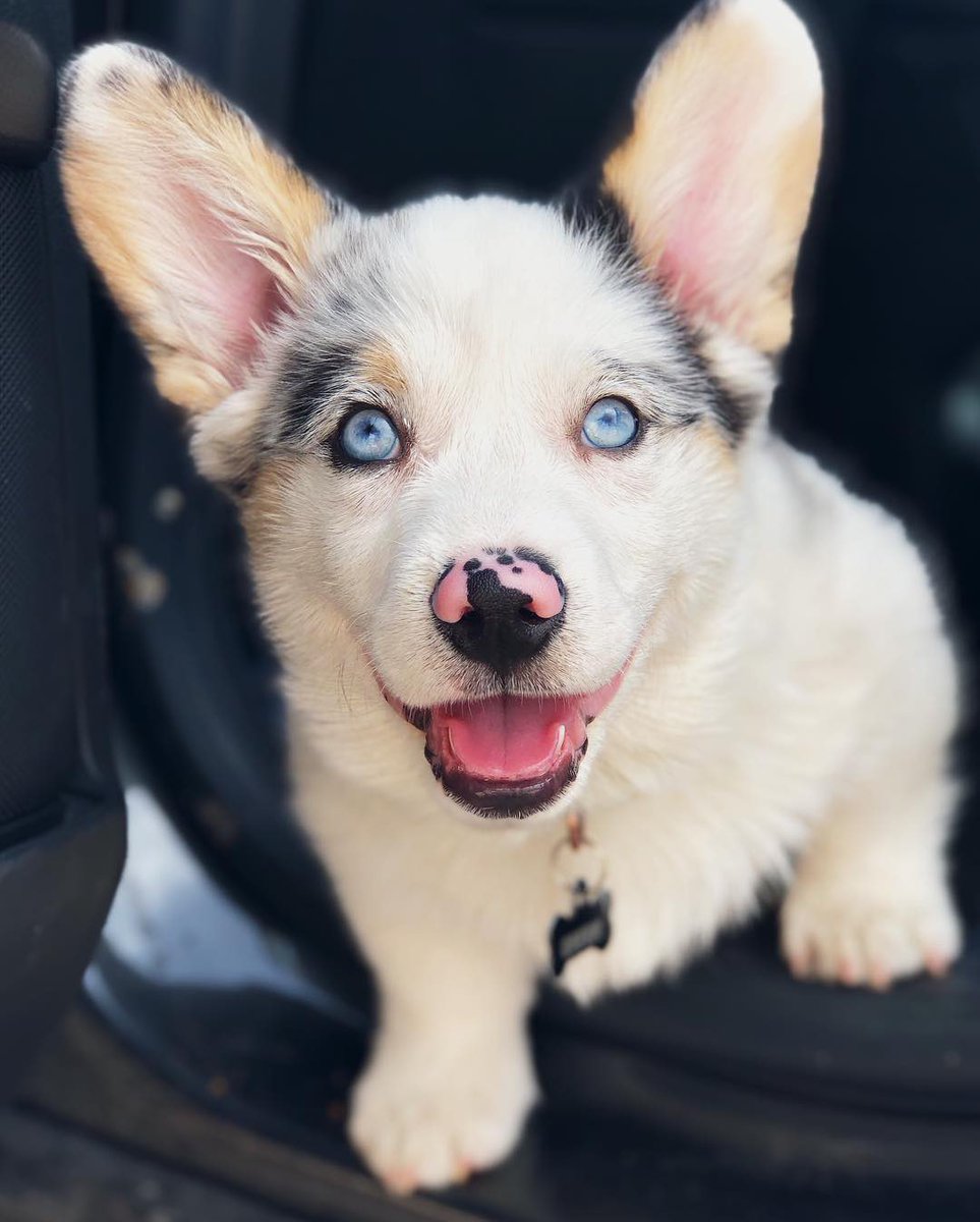 Fraud Alert 🚨. I have been defrauded by a Lady called Marisa De Van, she pretends that she has puppies 🐶 and she’s sick. It’s been three months, l paid full R5,500.00 and NOTHING BUT EXCUSES.  To think 🤔 that my psychiatrist recommended a dog 🐕 for my mental health. FRAUD